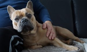 French Bulldog reunied with it´s owner